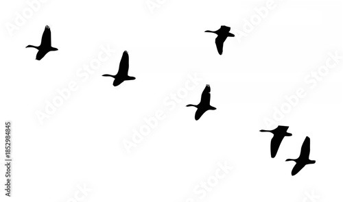 Canada geese flying in format...