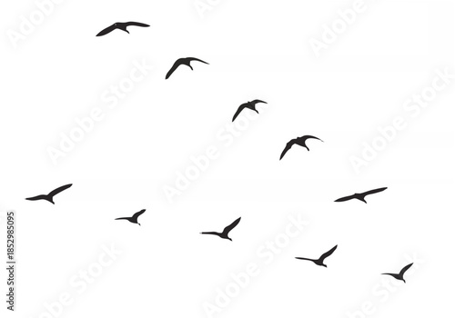 Canada Geese flying in V-form...