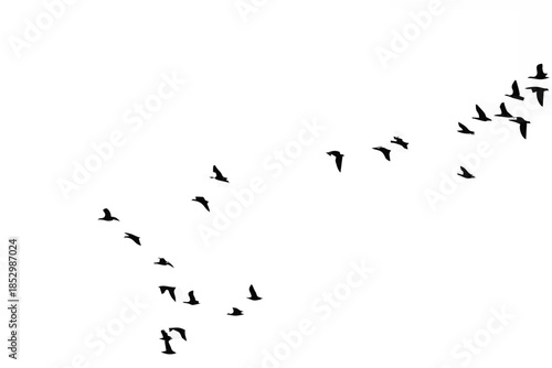 Flock of wild geese.eps