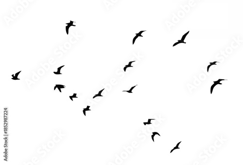 Flocks of birds silhouette on...