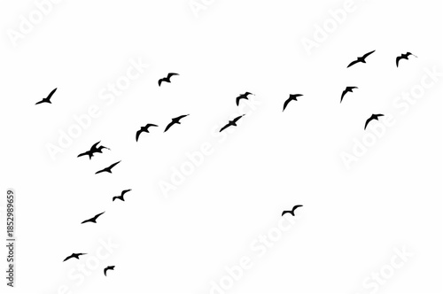 Silhouette of a flock of bird...