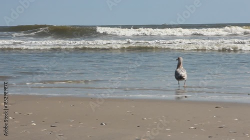 A peaceful scene of a lone seagull walking along a sunlit sandy beach. background features the rhythmic motion of ocean waves crashing onto the shore, capturing a serene moment in a coastal habitat