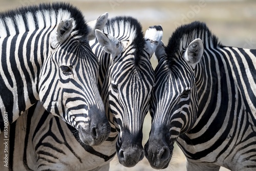 Burchell's zebra (Equus quagga burchellii), animal portrait, three cuddles, Etosha National Park, Namibia