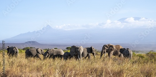 Group of elephants with young animals, African elephants (Loxodonta africana) in picturesque landscape with the summit of Mount Kilimanjaro, the famous Super Tusker elephant Craig, old male with long tusks, in atmospheric evening light, Kajiado County, Kenya