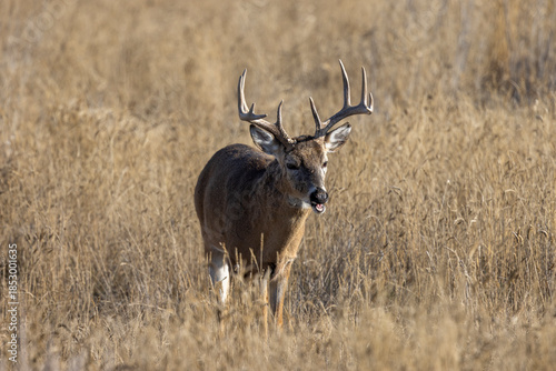 Buck Whitetail Deer During the Rut in Colorado in Autumn