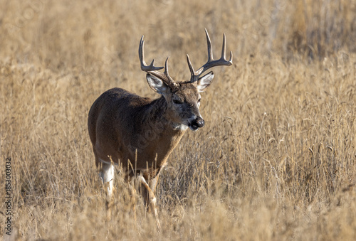 Buck Whitetail Deer During the Rut in Colorado in Autumn