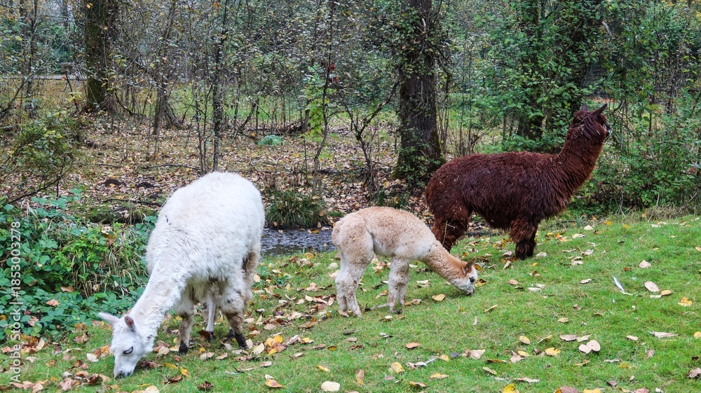 Naklejka premium three alpacas in white, light brown and dark brown, eating greass. All three graze on a grass patch surrounded by tall trees and fallen leaves in Greater Vancouver Zoo