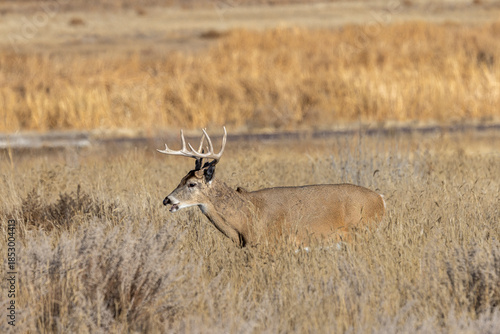Buck Whitetail Deer During the Rut in Colorado in Autumn