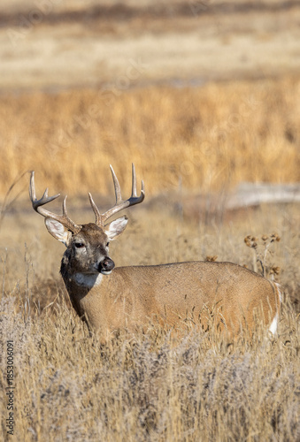 Buck Whitetail Deer During the Rut in Colorado in Autumn