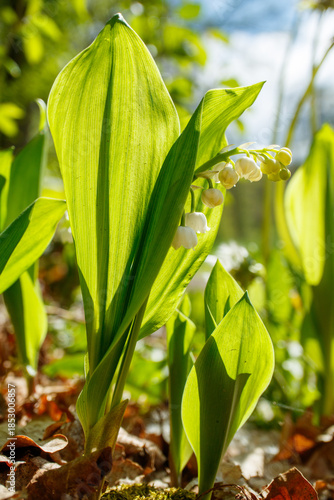 Closeup of flowering Lily of the valley plants (Convallaria majalis)