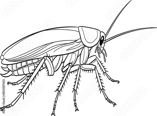 Cockroach illustration, black and white sketch, insect anatomy, segmented body, long antennae, spiny legs, entomology drawing, biological study, line art, pest reference