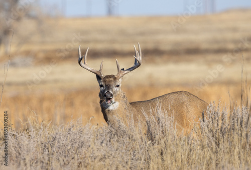 Buck Whitetail Deer During the Rut in Colorado in Autumn