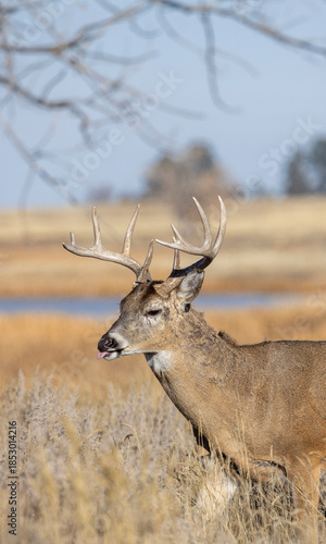 Buck Whitetail Deer During the Rut in Colorado in Autumn