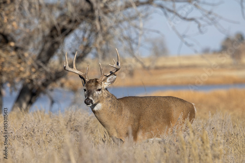 Buck Whitetail Deer During the Rut in Colorado in Autumn