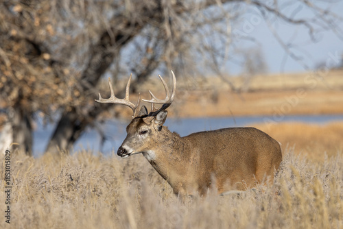 Buck Whitetail Deer During the Rut in Colorado in Autumn