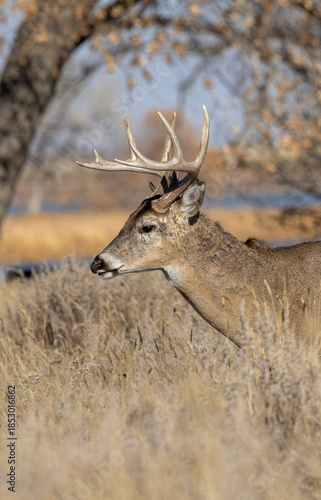 Buck Whitetail Deer During the Rut in Colorado in Autumn
