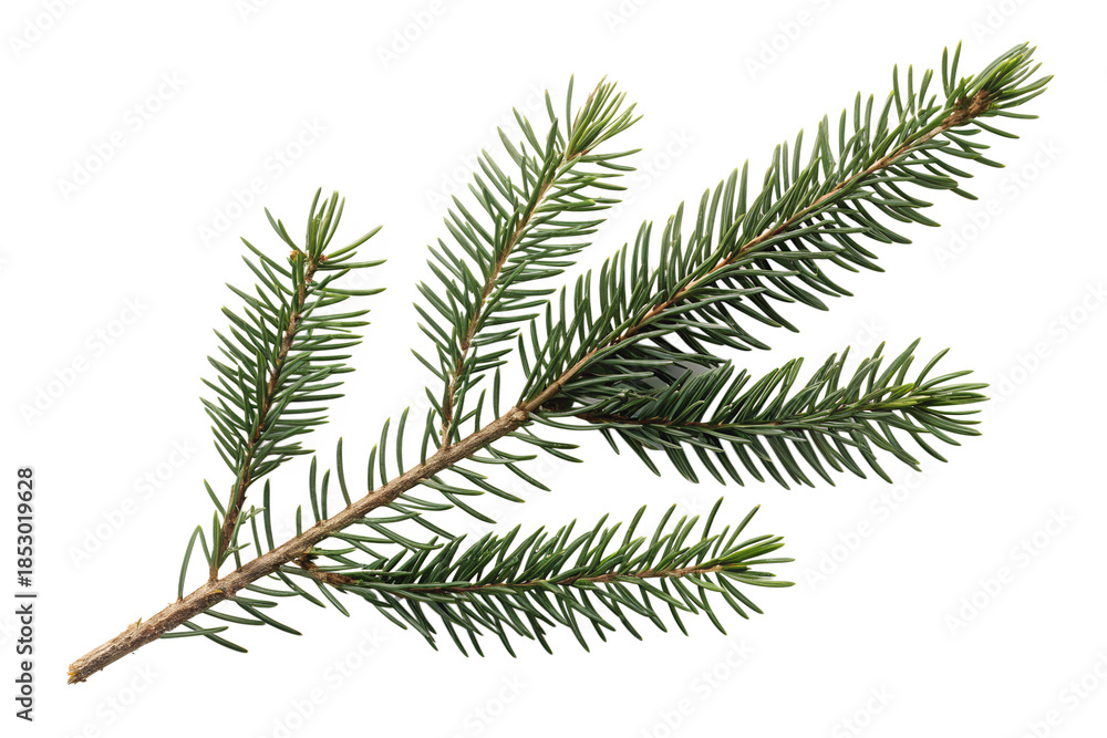Naklejka premium A single fir tree branch isolated on a transparent background