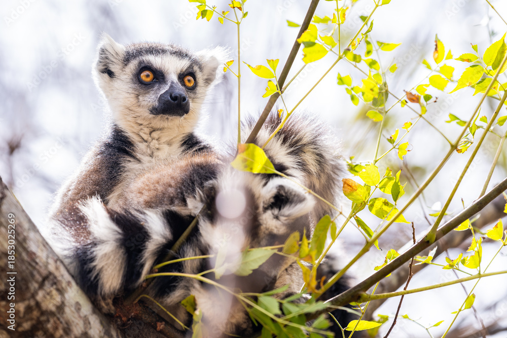 Fototapeta premium Ring tailed lemur in Madagascar sits on a tree branch surrounded by green leaves