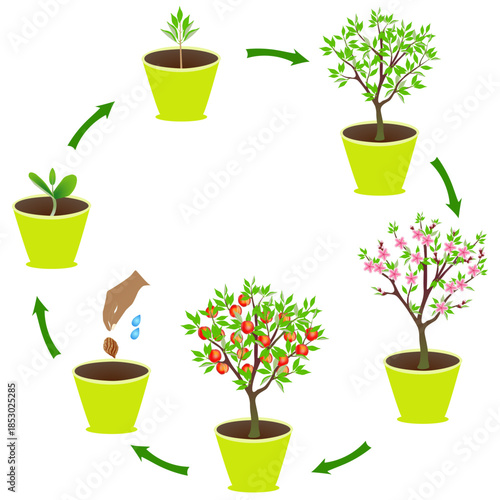 Life cycle of an peach in a pot on a white background..eps