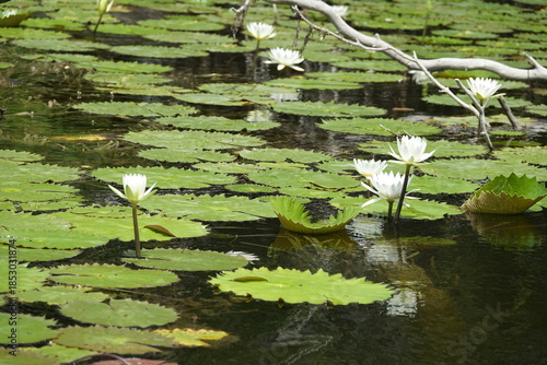 Obraz na plátně White Waterlily Flowers on a Pond