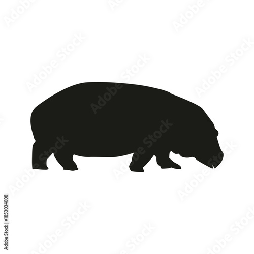 A wombat walking in profile against a white background
