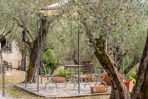 Peaceful outdoor seating area in a mediterranean garden with olive trees and rustic furniture