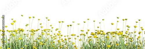 Colse up yellow flowers on green grass isolated on white