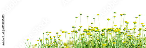 yellow flowers isolated on white