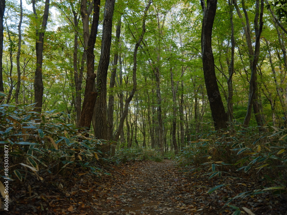 Obraz premium コナラとクマザサの森 昭和記念公園