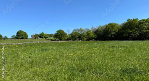 A lush green field unfolds beneath a clear blue sky, with trees lining the distant horizon and a stone wall cutting gently across the landscape in Allerton, Bradford, UK.