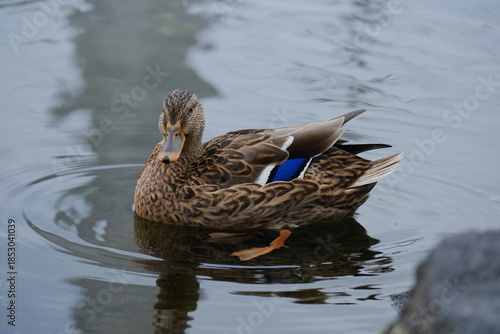 池に浮かぶカモ 日本の鳥