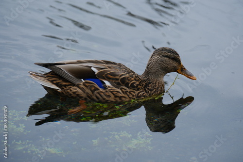池に浮かぶカモ 日本の鳥