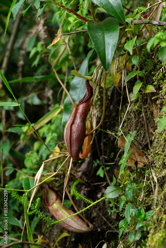 Carnivorous Pitcher Plant in Lush Ecosystem: The image showcases a vibrant carnivorous pitcher plant, clinging to life within a thriving, green forest ecosystem