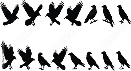 Crow silhouettes, raven birds, flying crow, perched crow, bird poses, black vector, wildlife, nature, clipart, minimalist, illustration, design