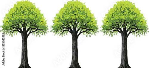 Deciduous tree illustration, green foliage, tree silhouette, nature vector, landscape design, botanical art, environment, forest, garden, plant, clipart