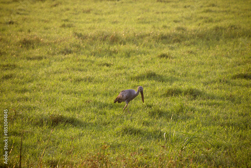 Asian openbill stork in the grass land looking for food