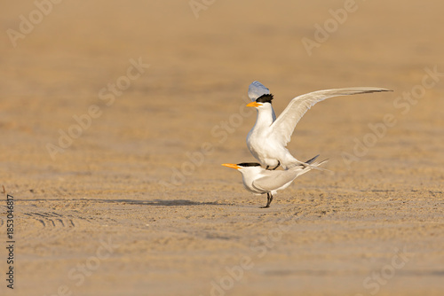 Caspian terns (Hydroprogne caspia) mating on the beach.