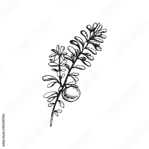 Vector illustration of a crowberry branch with narrow leaves and a round berry. Hand-drawn line art, vintage engraving style. Ideal for packaging, labels, tattoos, logos, botanical art and prints