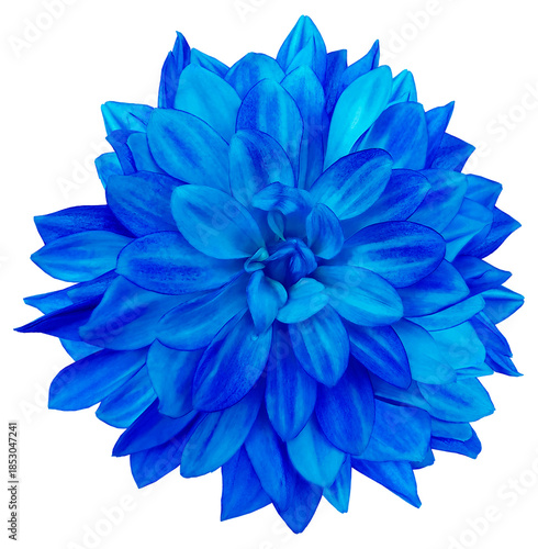 Dahlia flower on isolated background with clipping path. Closeup.  Transparent background.