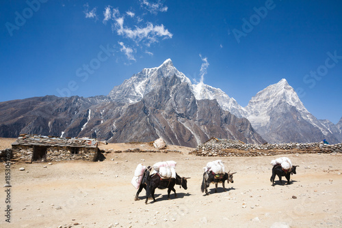 Everest base camp trekking path in Dingboche area, Nepal. Yak animals