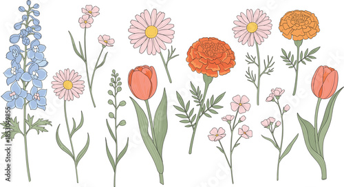 Hand drawn wildflowers vector illustration set with delicate garden blooms botanical stems and pastel floral elements