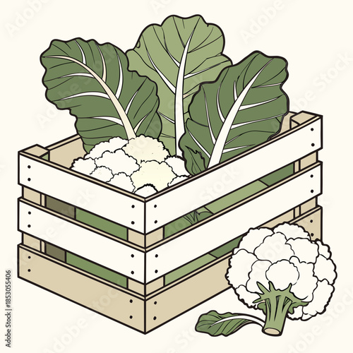 Wooden crate filled with white cauliflower and green leaves