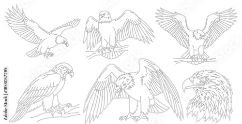 Collection of detailed eagle illustrations in various poses including flying perched and close up head shots, vector art