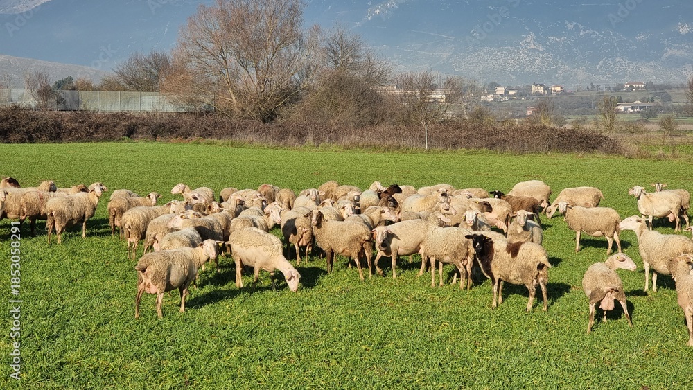 Obraz premium sheep meadow green grass sunny day greece