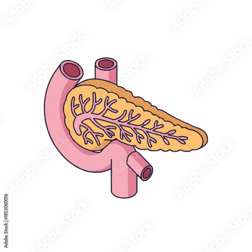 Anatomical illustration of the human pancreas and duodenum.