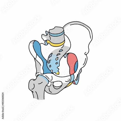 Anatomical illustration of the human pelvis and sacrum.