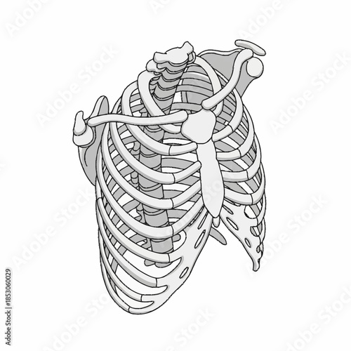 Anatomical illustration of the human rib cage and shoulder girdle.