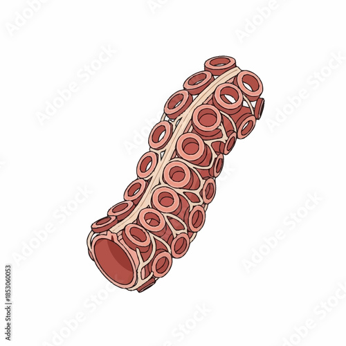 Close-up illustration of a tentacle with many suckers.