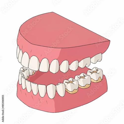 Close up of healthy and decayed teeth in a dental model.