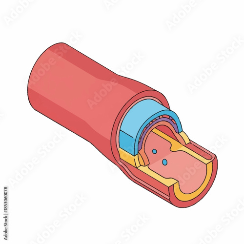 Cross section of a healthy human artery showing its layers.